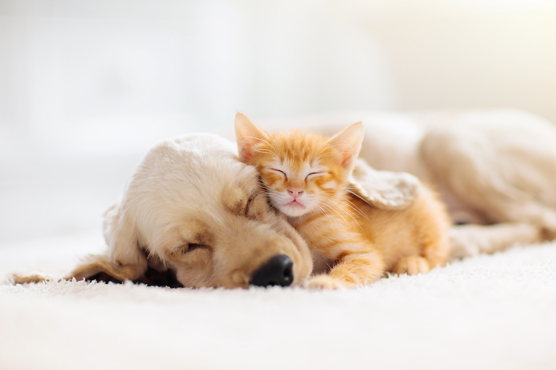 produits-veterinaires-pharmacie-centrale-saint-louis